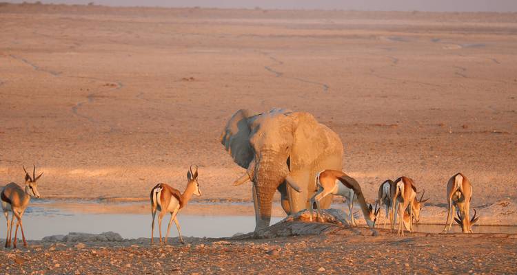Éléphant et springbok s'abreuvant à un point d'eau baigné par la chaude lumière du coucher de soleil à Etosha.