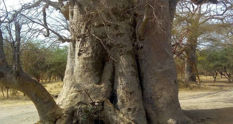 Massiver, uralter Baobab-Baumstamm umgeben von trockenem Waldland.