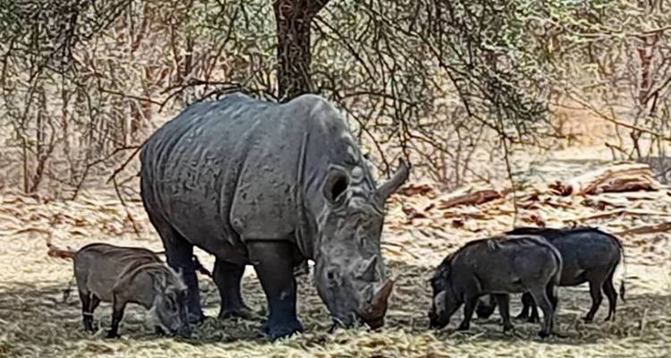 Weißes Nashorn grast unter einem Baum, begleitet von mehreren Warzenschweinen in trockener Savannenlandschaft.