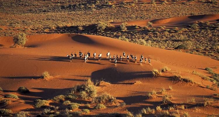 Een luchtfoto toont een kudde oryx die een uitgestrekt rood duinenveld doorkruist.
