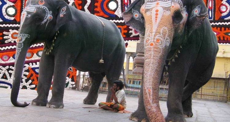 Twee rijkelijk versierde tempelelefanten torenen uit boven een zittende mahout in een kleurrijke binnenplaats