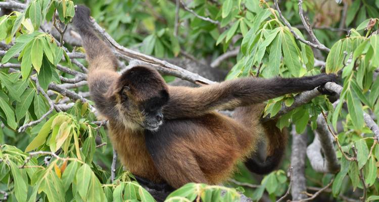 Brown spider monkey hanging by tail among lush green leaves.