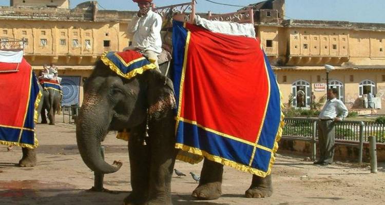 Opgetuigde olifant met kleurrijke doek wacht buiten een fortmuur terwijl een mahout bovenop zit.