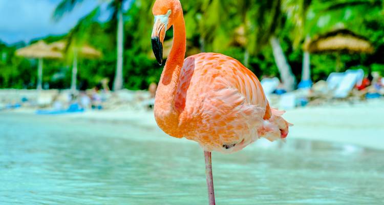 Bright pink flamingo standing on one leg in shallow clear water of a tropical beach with blurred palms behind