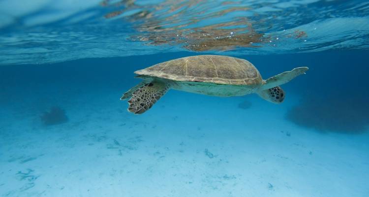Underwater shot of a green sea turtle gliding through clear blue water above a sandy seabed