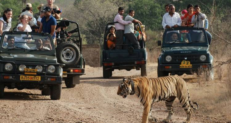 Offene Jeeps voller Touristen halten auf einem staubigen Weg an, während ein wilder Bengaltiger gelassen vor ihnen die Straße überquert.
