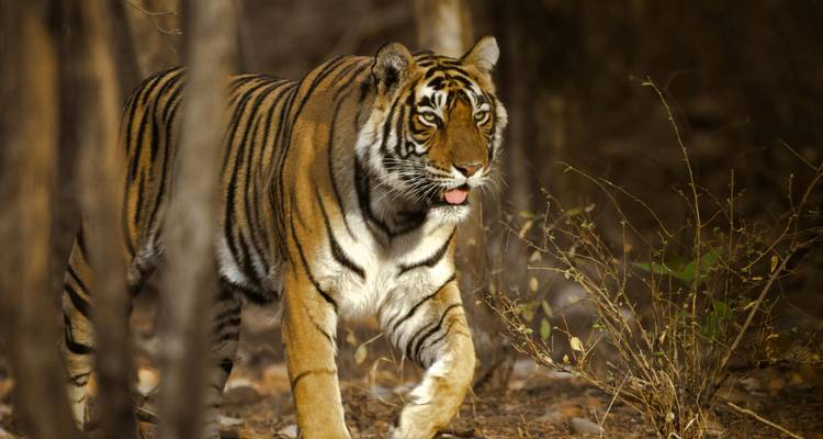 Bengal tiger strides through dry forest, tongue slightly out.