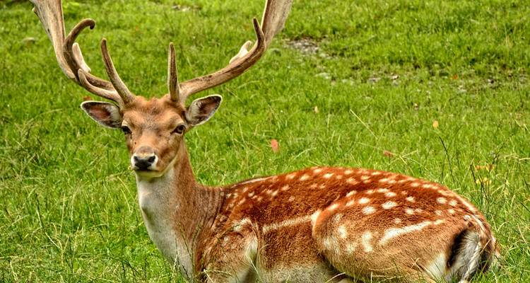 Male spotted deer with impressive antlers rests in lush grass.
