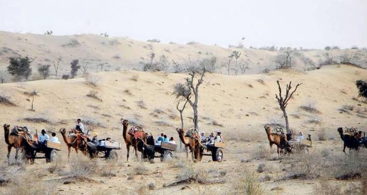 Chameaux tirant des charrettes transportant des touristes à travers les dunes clairsemées du désert du Thar