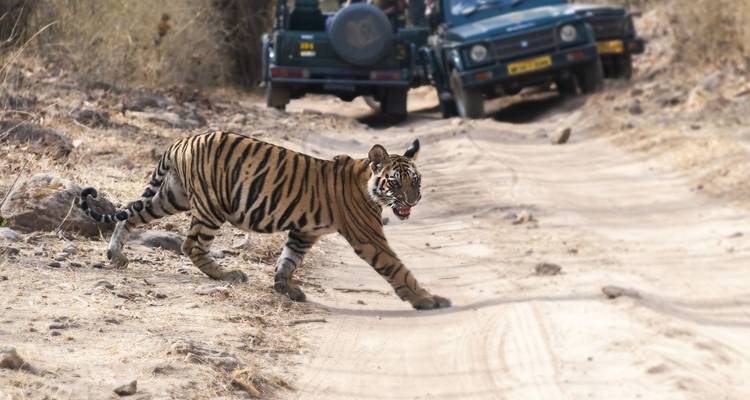 Bengal tiger cautiously crosses a dusty safari track while jeeps wait in the background