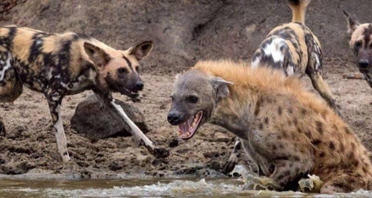 Hyenas and African wild dogs snarl over a muddy waterhole in a raw wildlife scene
