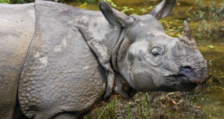 Nahaufnahme eines Panzernashorns im sumpfigen Grasland, die die strukturierte graue Haut zeigt