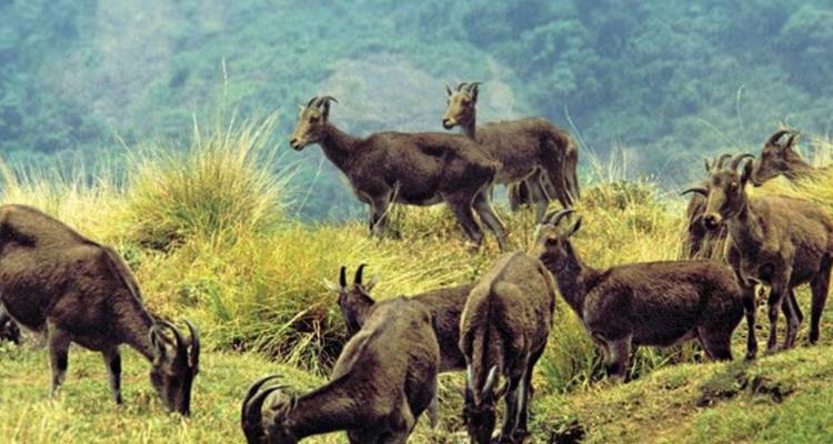 Herd of Nilgiri tahr grazing on grassy slopes with misty forested mountains in the background.