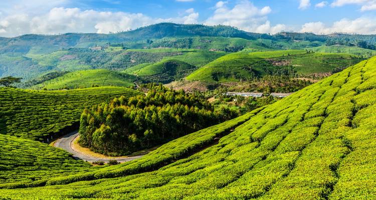 Rolling green tea plantations of Munnar stretching over hills beneath a bright blue sky.