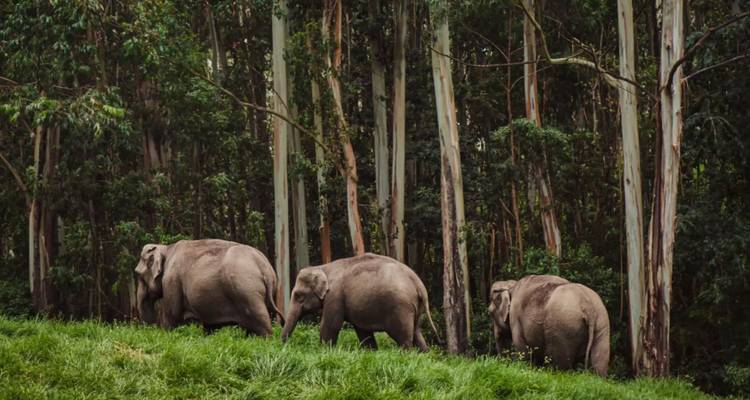 Four Asian elephants walking in single file along a grassy verge beside a tall eucalyptus forest.