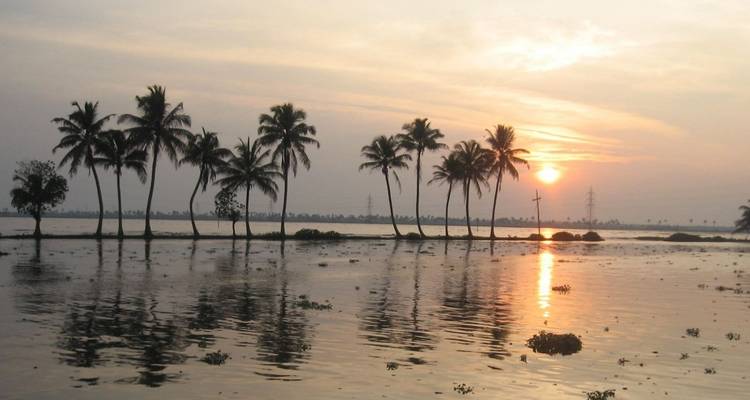 Row of palm trees reflected in calm backwater channels at sunset with an orange glow on the water.