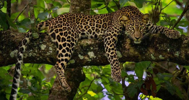 Leopard, der auf einem moosigen Ast liegt und intensiv durch dichtes grünes Dschungellaub starrt.