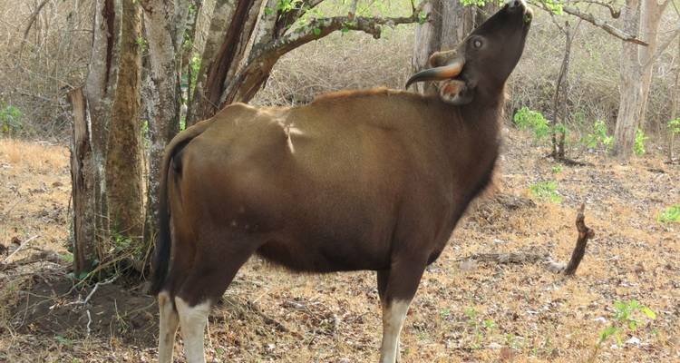 Indischer Gaur steht unter lichtem Waldland und neigt seinen Kopf zu den Baumästen.