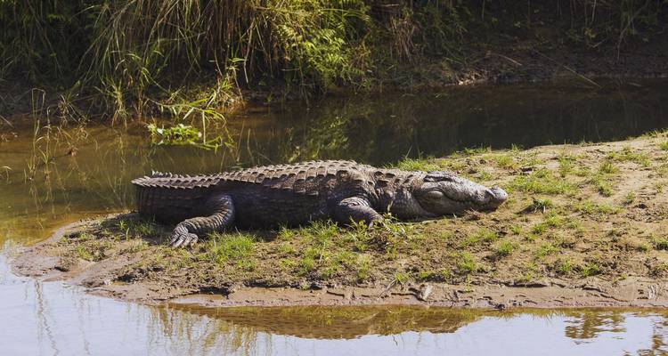 Een grote krokodil zonnebaadt op een modderige rivieroever naast kalm water en hoog gras.