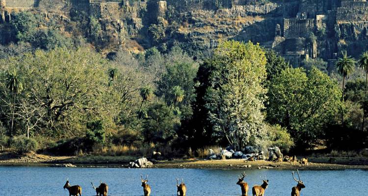 Kudde hertachtigen met geweien die door een meer waden met oude ruïnes die oprijzen achter weelderige bomen