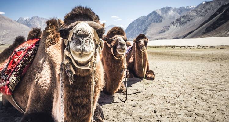 Nahaufnahme-Porträt ruhender Baktrischer Kamele mit schneebedeckten Gipfeln in der Ferne