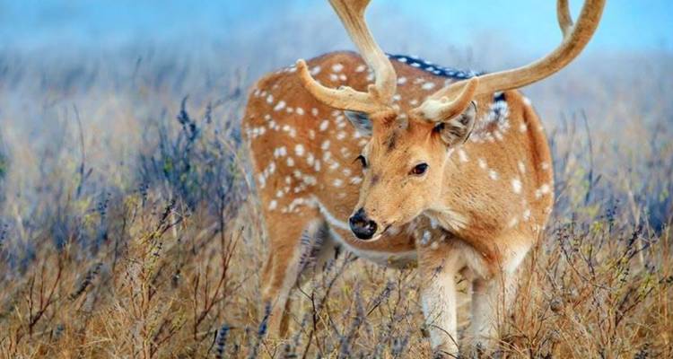 Cerf tacheté aux bois veloutés se tenant alerte dans une prairie dorée.