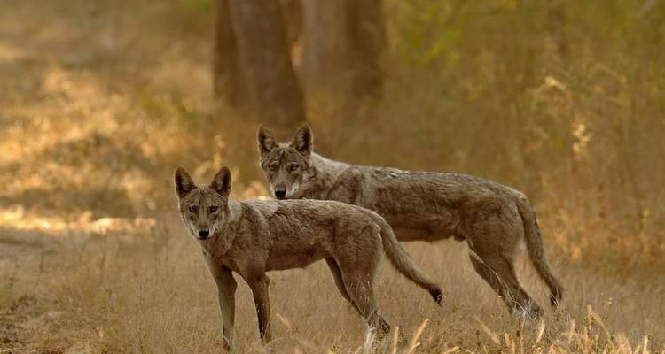 Deux loups indiens méfiants debout dans une clairière de forêt sèche avec un rétroéclairage chaud.