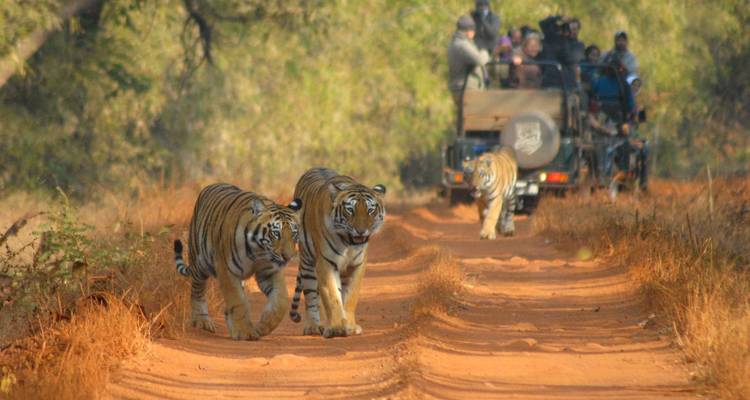 Two Bengal tigers stride along dusty forest track toward safari jeep filled with observers