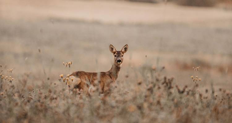 Alert deer stands amid dried wildflowers in muted open grassland