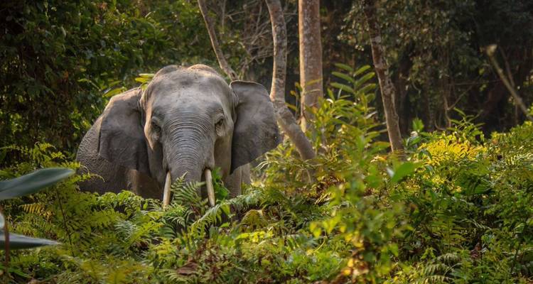 Wild Asian elephant emerging from lush jungle foliage.