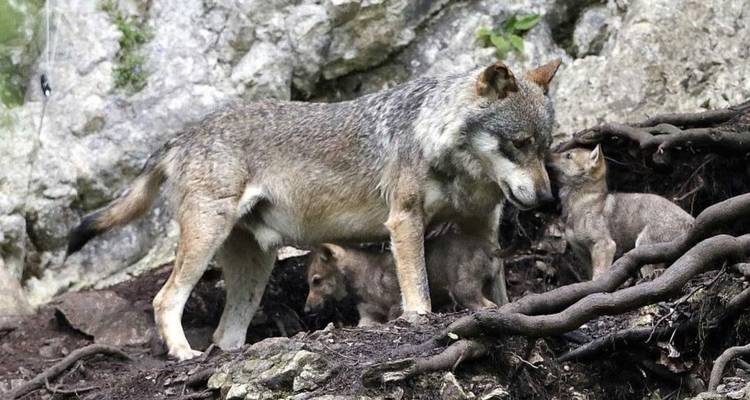 Grey wolf standing protectively with pups among rocky roots of a forested cliff.