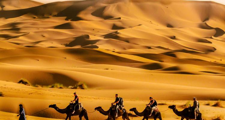 Camel caravan traverses sweeping golden dunes under warm desert light.