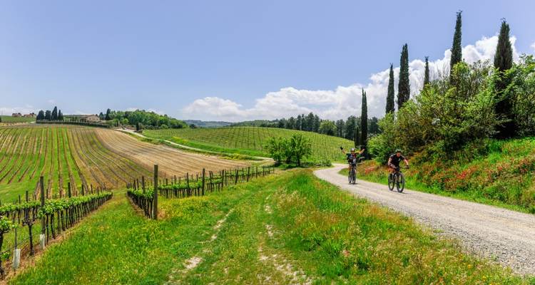 Cyclists pedal on a gravel lane beside rolling vineyards and cypress trees under a clear blue sky.