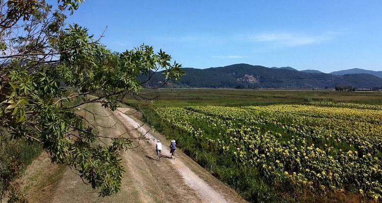Two cyclists ride along a farm track beside expansive sunflower fields with mountains in the distance.
