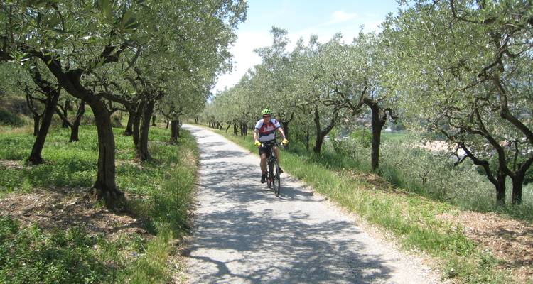 Cyclist rides a shaded rural lane lined with olive trees in Tuscany.