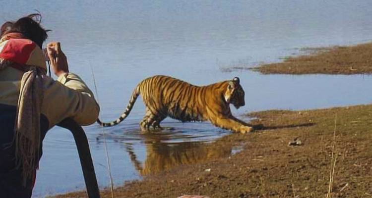 Ein wilder bengalischer Tiger watet in eine Wasserstelle, während ein Tourist von einem Safari-Jeep aus fotografiert.