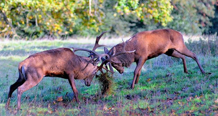 Zwei männliche Hirsche verhaken ihre Geweihe auf einer grünen Wiese, umgeben von Herbstblättern.