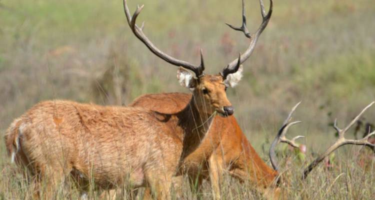 Paar von Barasingha-Hirschen mit beeindruckenden Geweihen, die im hohen Gras grasen.