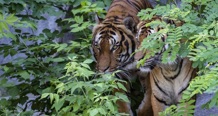 Zwei Bengalische Tiger blicken durch dichtes grünes Laub im Dschungel.
