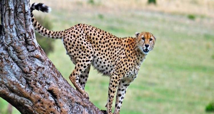 Cheetah poised on a tree trunk looking alert over grassy savanna.