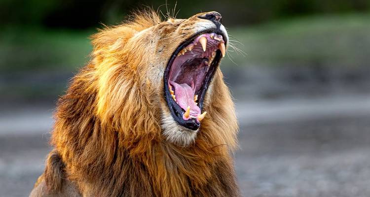 Close-up of a male lion mid-roar, displaying sharp teeth and golden mane.