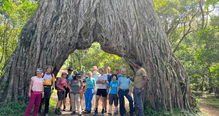 Gran grupo de excursionistas posando bajo las raíces arqueadas de un árbol gigantesco de la selva tropical en el sendero del Monte Meru.
