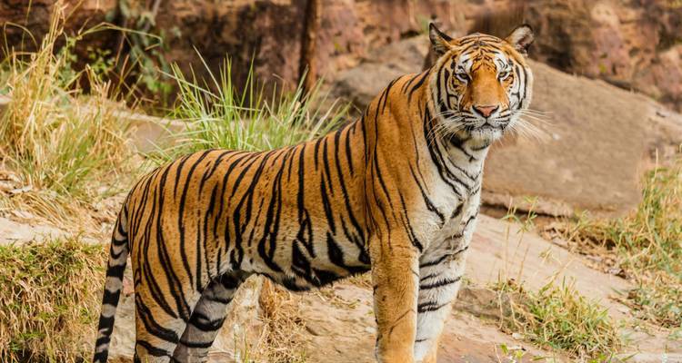 Ein majestätischer Bengaltiger steht wachsam zwischen Felsen und trockenem Gras im Nationalpark Ranthambore.