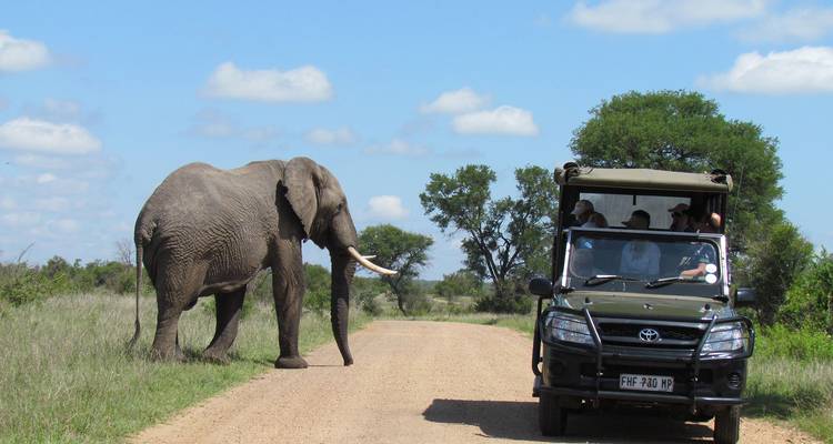Safari vehicle with tourists observing a large elephant crossing a dirt road in grassy savannah.