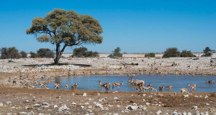 Dozens of springbok gather at a natural waterhole flanked by a lone tree in arid landscape under clear blue sky.