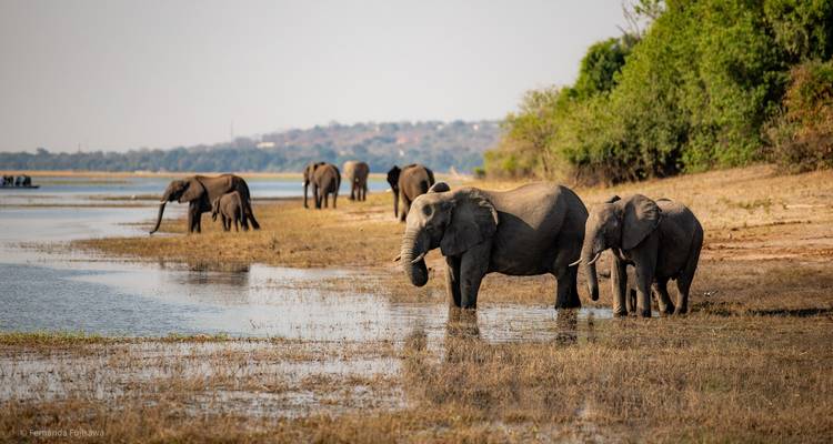 Elephants drink along the edge of a river with more elephants grazing farther downstream.