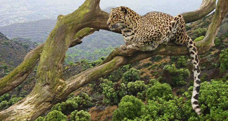 Leopard stretched out on a tree limb high above a green valley landscape.