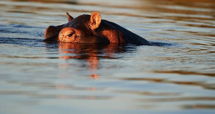Close-up of a hippopotamus partially submerged in calm river water with warm light reflecting on the surface