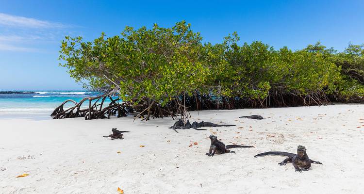 Iguanes marins se reposant sur une plage blanche immaculée avec une eau turquoise et des palétuviers.