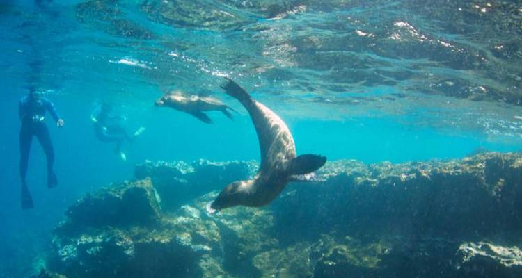 Plongeurs en apnée nageant avec des lions de mer joueurs dans une eau bleue claire au-dessus d'un récif rocheux.